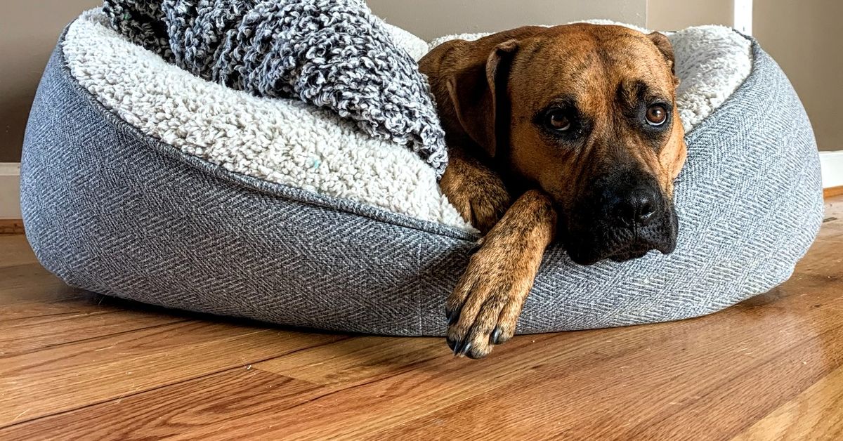 Rv pet carrier sale